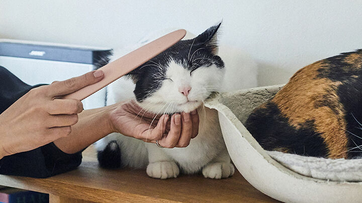 Nekojasuri: Cat Grooming Brush to Make Them Swoon