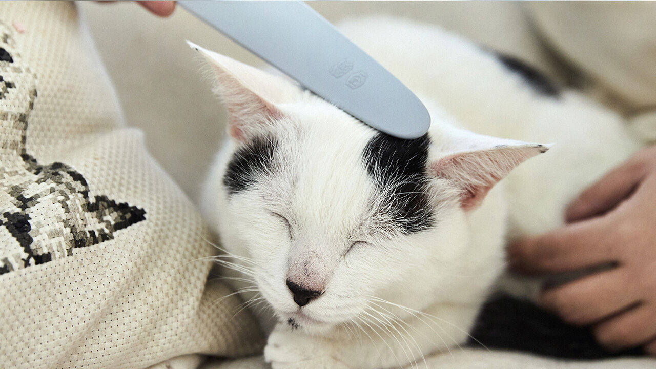 Nekojasuri: Cat Grooming Brush to Make Them Swoon,, large image number 1